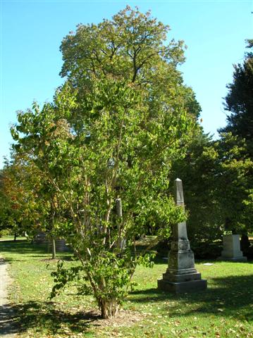 Heptacodium miconioides heptacodiummiconioides101306(Small).jpg