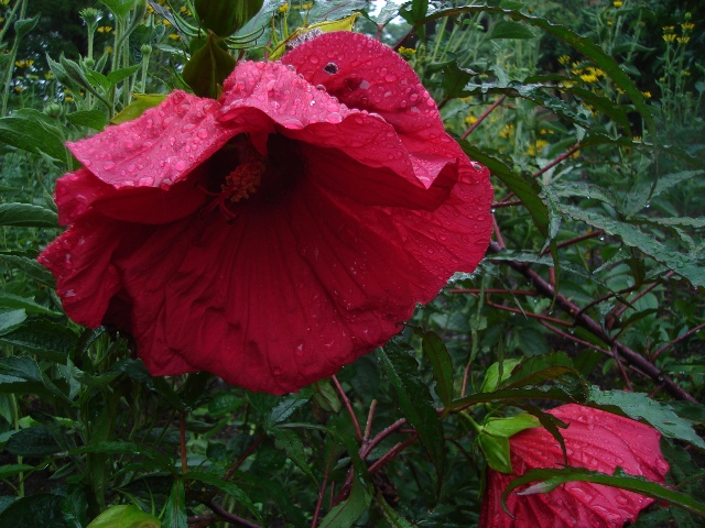 Picture of Hibiscus x 'Fireball' Fireball Hardy Hibiscus