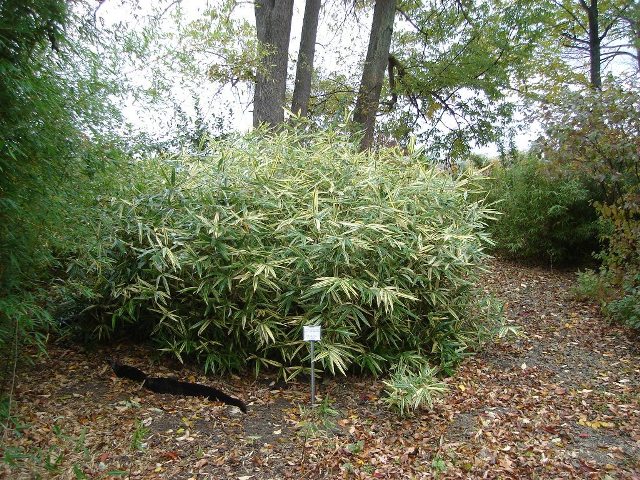 Picture of Hibanobambusa%20tranquillans%20Shiroshima'%20Bamboo