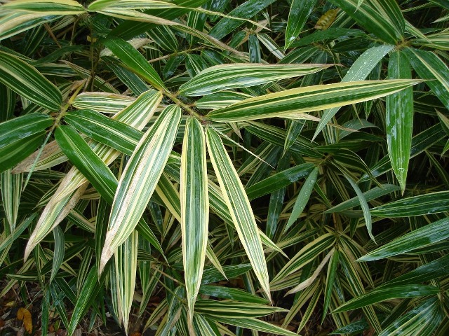 Picture of Hibanobambusa tranquillans Shiroshima' Bamboo