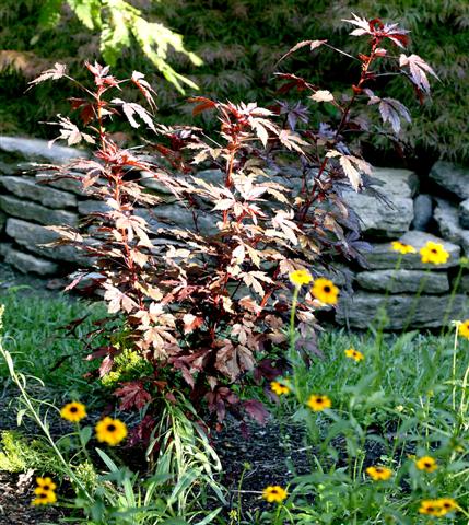 Picture of Hibiscus acetosella 'Mahogany Splendor' Mahogany Splendor Hibiscus