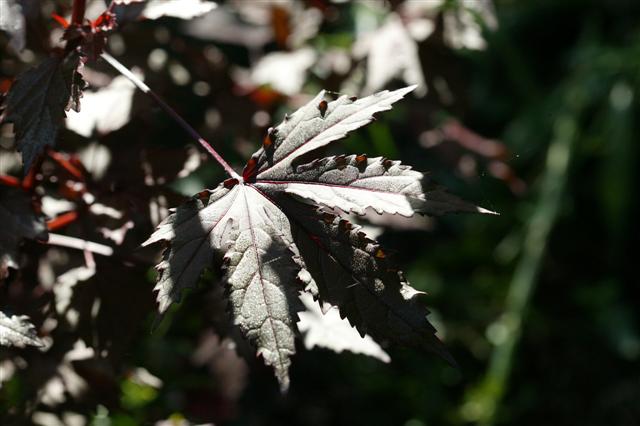 Picture of Hibiscus acetosella 'Mahogany Splendor' Mahogany Splendor Hibiscus