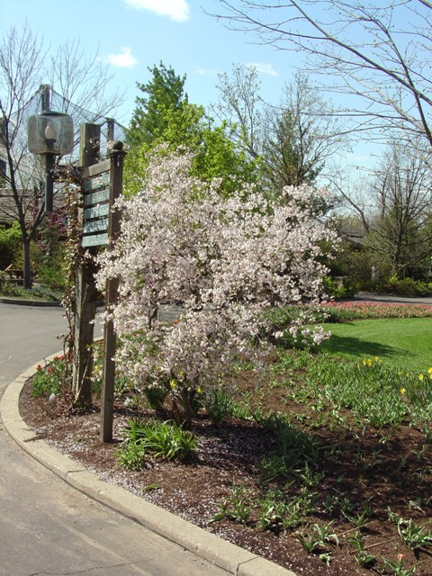 Picture of Prunus x Hally Jolivette Hally Jolivette Cherry