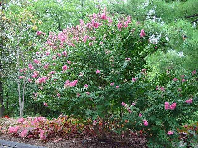 Picture of Lagerstroemia%20indica%20x%20fauriei%20'Hopi'%20Hopi%20Crape%20Myrtle