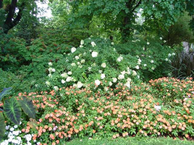 Picture of Hydrangea paniculata 'Limelight' Limelight Panicle Hydrangea