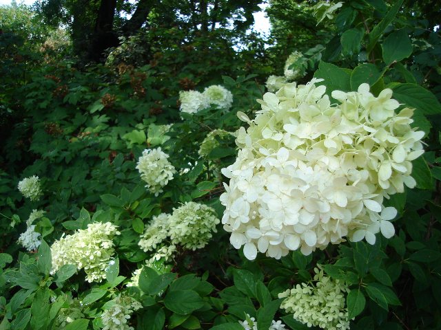 Picture of Hydrangea paniculata 'Limelight' Limelight Panicle Hydrangea