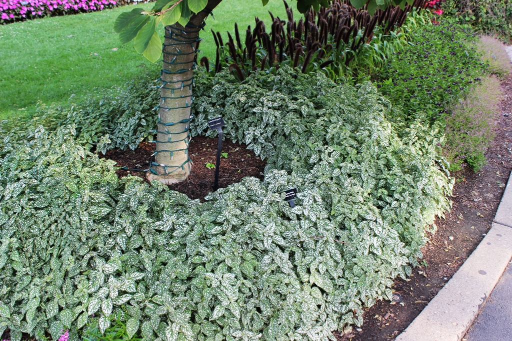 Picture of Hypoestes phyllostachya 'Splash Select White' Splash Select White Polka Dot Plant