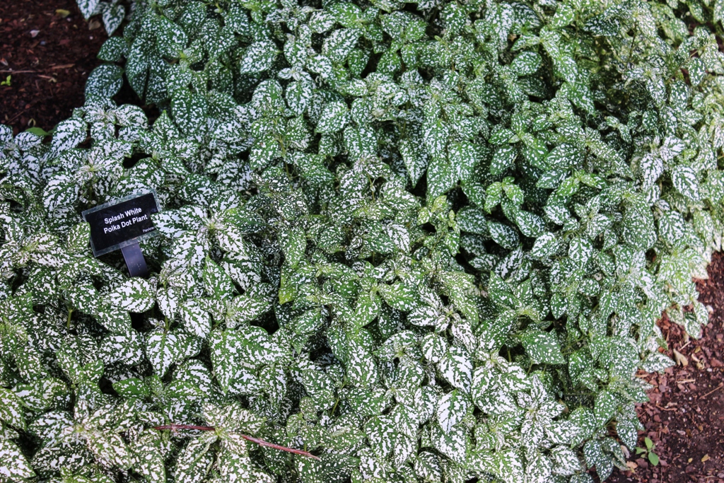 Picture of Hypoestes phyllostachya 'Splash Select White' Splash Select White Polka Dot Plant