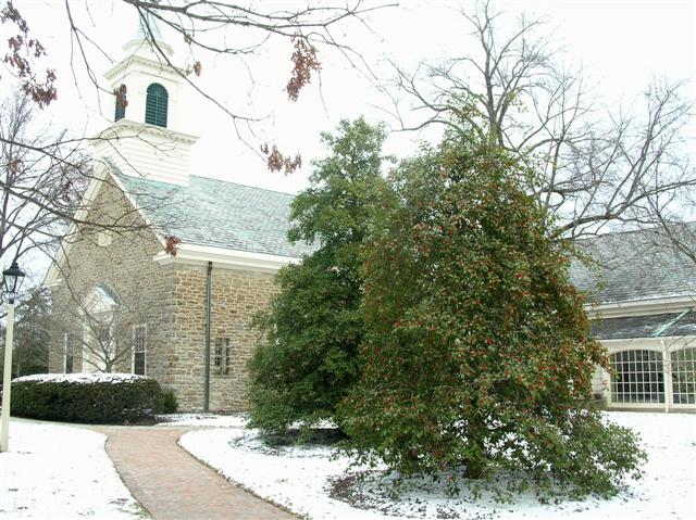 Picture of Ilex opaca  American Holly