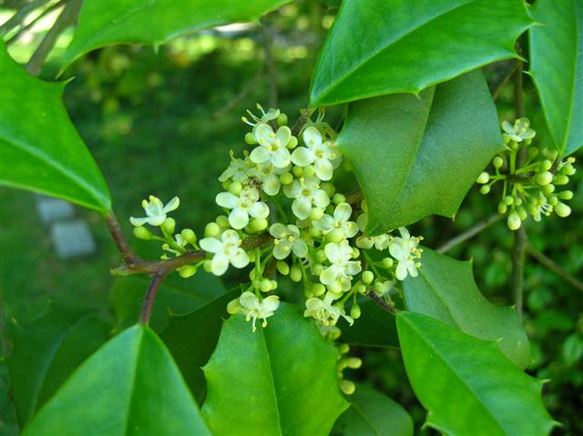 Picture of Ilex opaca  American Holly