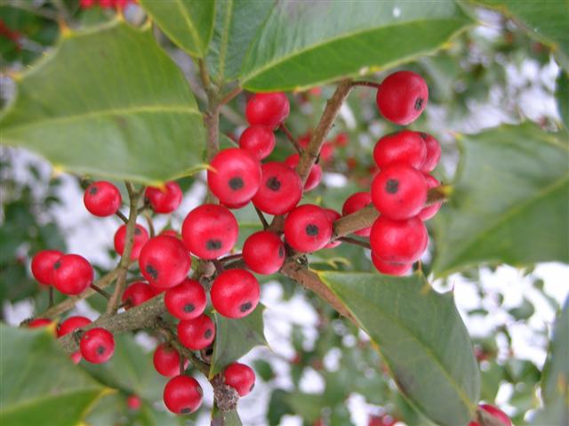 Picture of Ilex opaca  American Holly