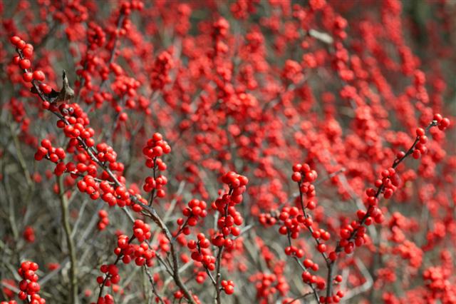 Picture of Ilex verticillata  Winterberry Holly