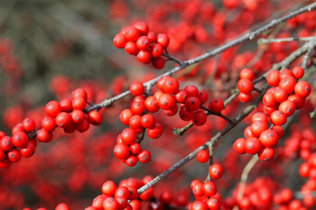 Picture of Ilex verticillata  Winterberry Holly