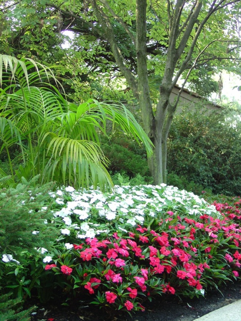 Picture of Impatiens hawkeri 'Celebrette Frost' Celebrette Frost New Guinea Impatiens