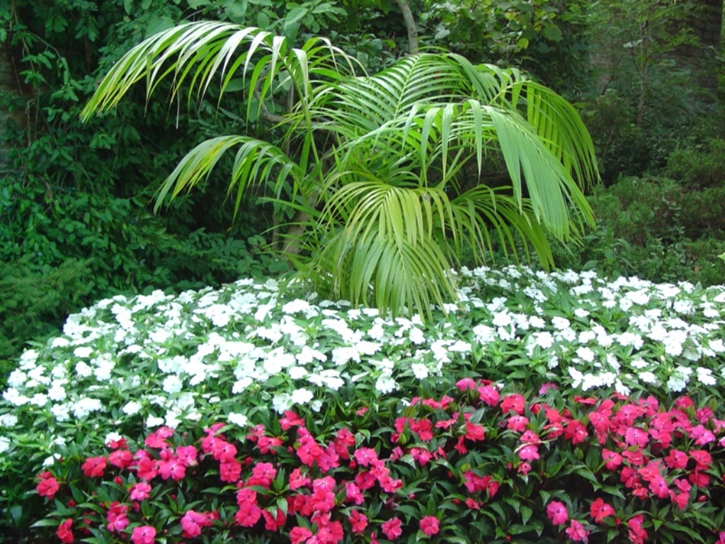 Picture of Impatiens hawkeri 'Celebrette Frost' Celebrette Frost New Guinea Impatiens