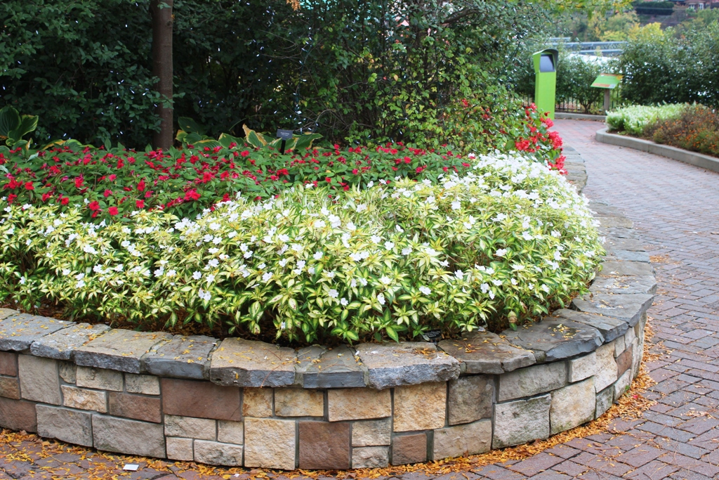 Picture of Impatiens x hybrida 'SunPatiens Spreading White' SunPatiens Spreading White Impatiens