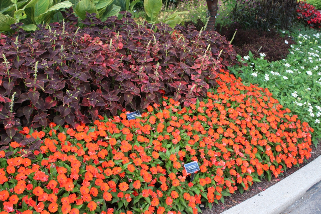 Picture of Impatiens x hybrida 'SunPatiens Compact Electric Orange' SunPatiens Compact Electric Orange Impatiens