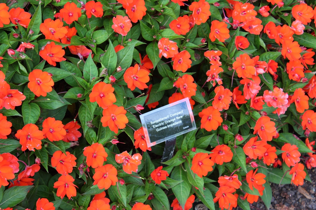 Picture of Impatiens x hybrida 'SunPatiens Compact Electric Orange' SunPatiens Compact Electric Orange Impatiens