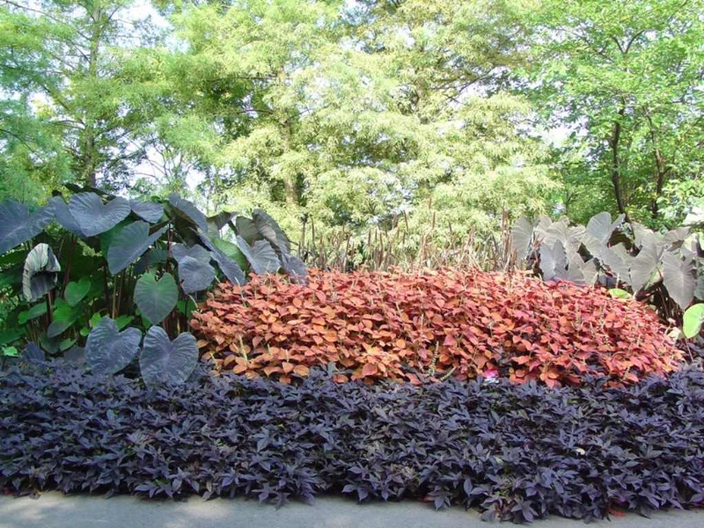 Picture of Ipomoea batatas 'Sweet Caroline Purple' Sweet Caroline Purple Sweet Potato Vine