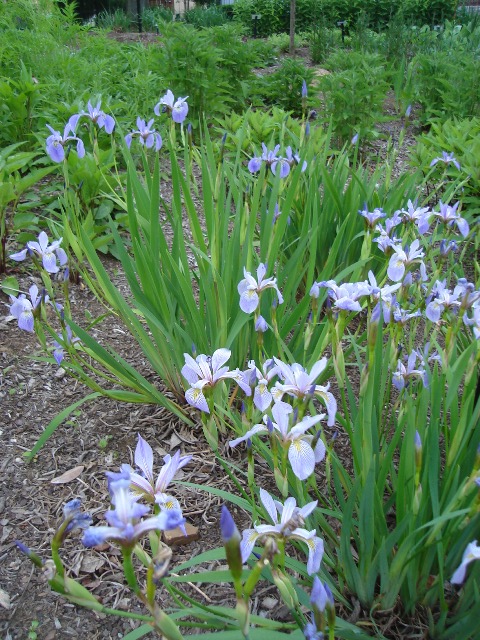 Picture of Iris versicolor  Blue Flag Iris