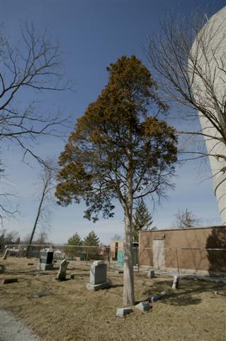 Picture of Juniperus virginiana  Eastern redcedar