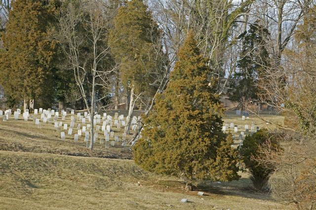 Picture of Juniperus virginiana  Eastern redcedar