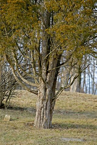 Picture of Juniperus virginiana  Eastern redcedar