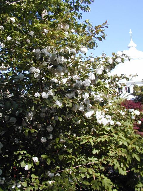 Picture of Viburnum plicatum f. tomentosum 'Kern's Pink' Kern's Pink Viburnum