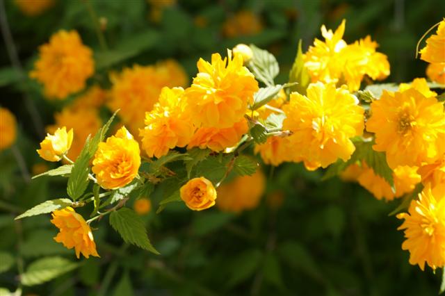 Picture of Kerria japonica  Japanese Kerria