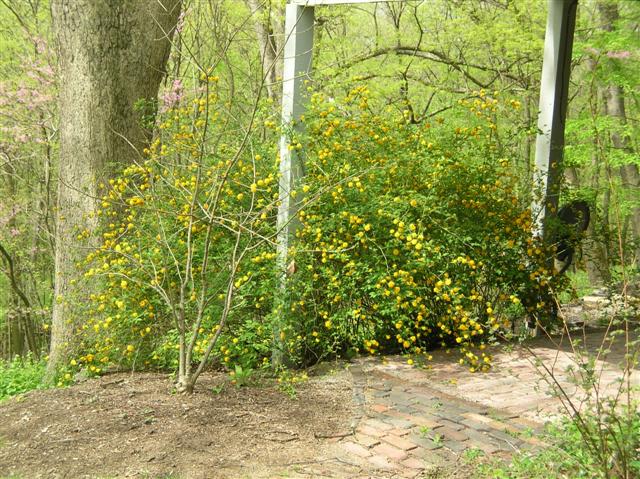 Picture of Kerria japonica  Japanese Kerria