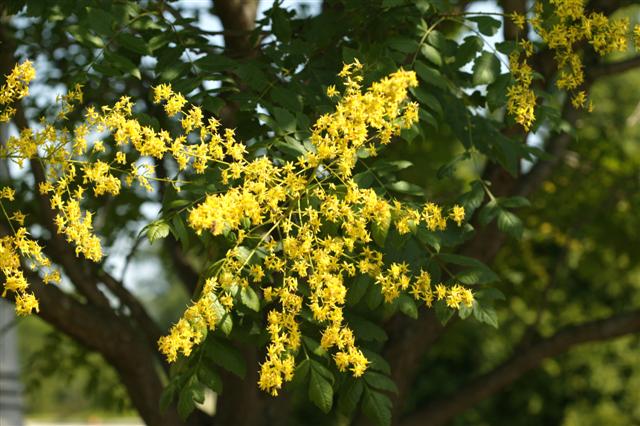 Picture of Koelreuteria%20paniculata%20%20Golden%20Rain%20Tree