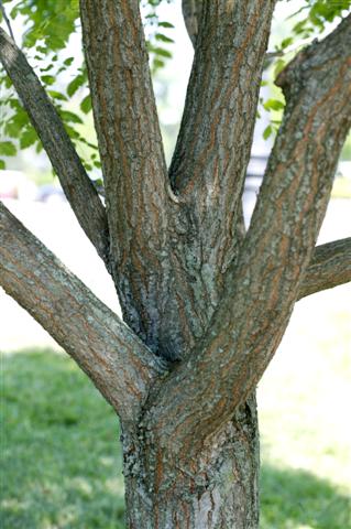 Picture of Koelreuteria paniculata  Golden Rain Tree