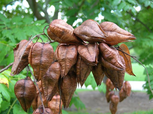 Picture of Koelreuteria paniculata  Golden Rain Tree