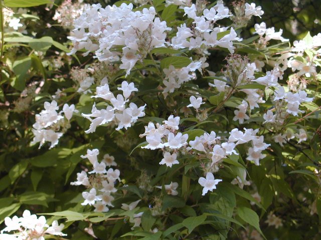 Picture of Kolkwitzia amabilis  Beautybush