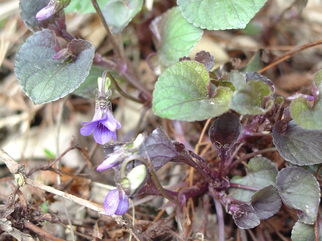 Picture of Viola labradorica  Labrador Violet