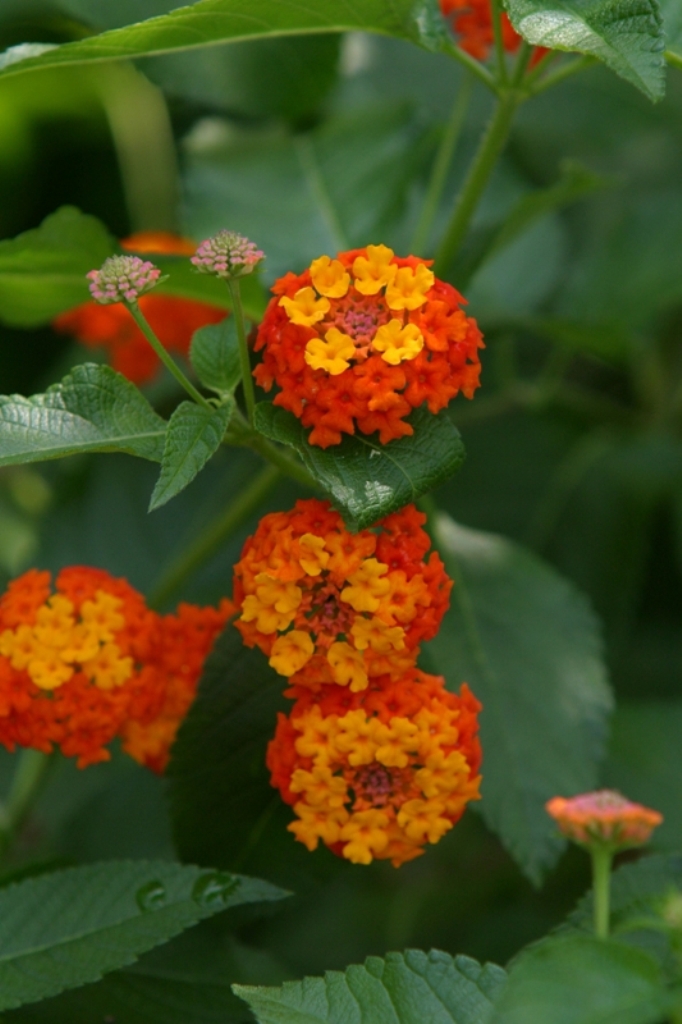 Picture of Lantana  camara 'Morning Glow Yellow Orange' Morning Glow Yellow Orange Lantana