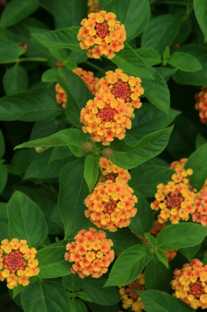 Picture of Lantana camara 'Landmark Citrus' Landmark Citrus Lantana