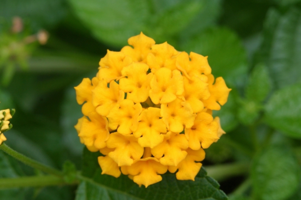 Picture of Lantana camara 'Landmark Gold' Landmark Gold Lantana