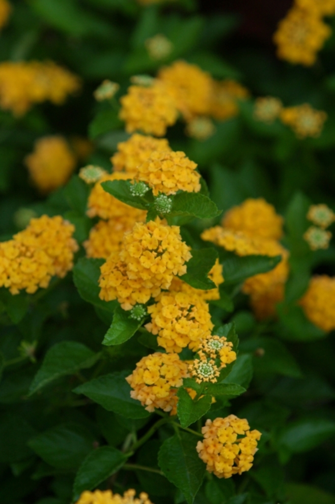 Picture of Lantana camara 'Landmark Gold' Landmark Gold Lantana