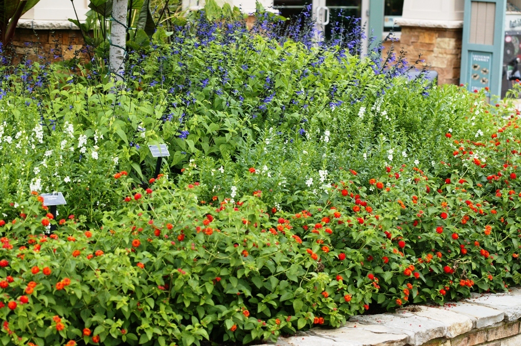 Picture of Lantana  camara 'Luscious Citrus Blend' Luscious Citrus Blend Lantana