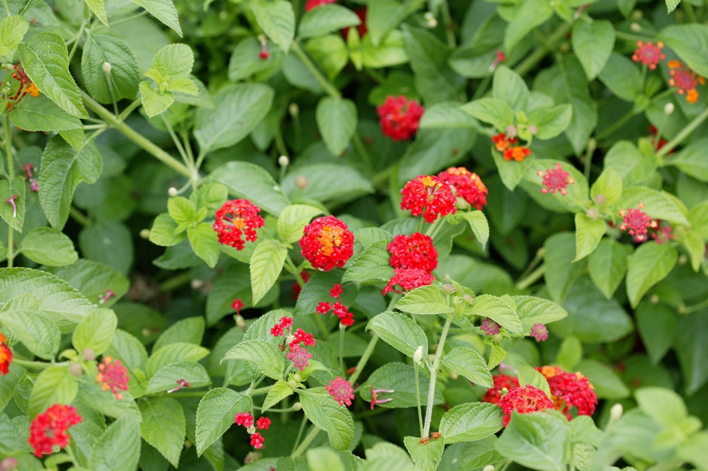 Picture of Lantana  camara 'Luscious Citrus Blend' Luscious Citrus Blend Lantana