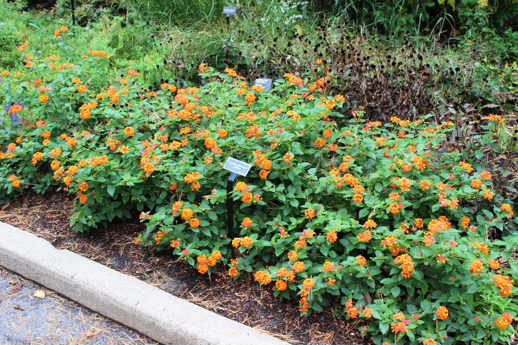 Picture of Lantana camara 'Luscious Marmalade' Luscious Marmalade Lantana