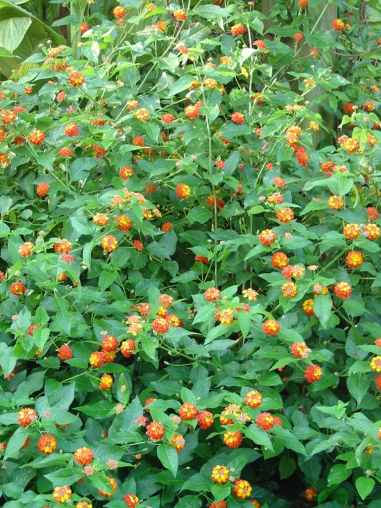 Picture of Lantana  camara 'Morning Glow Yellow Orange' Morning Glow Yellow Orange Lantana