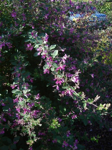 Picture of Lespedeza liukiuensis 'Little Volcano' Little Volcano Bushclover