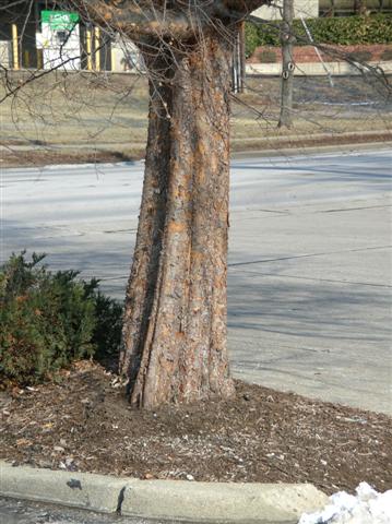 Picture of Ulmus parvifolia  Lacebark Elm or Chinese Elm