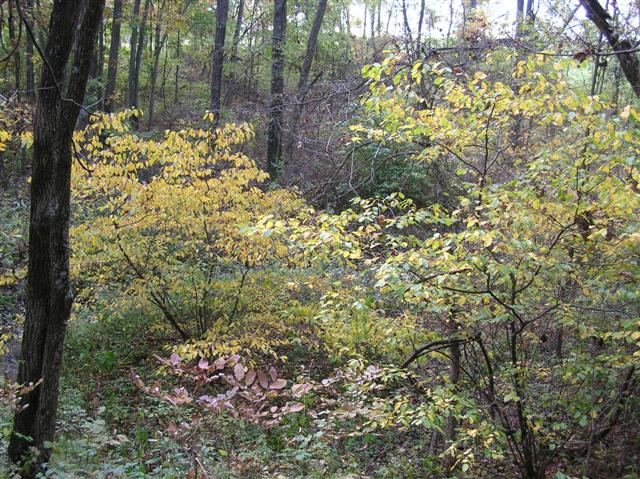 Picture of Lindera benzoin  Spicebush