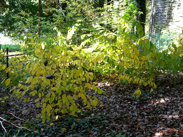 Picture of Lindera benzoin  Spicebush