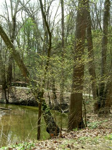 Picture of Lindera benzoin  Spicebush