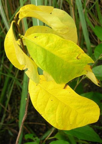 Picture of Lindera benzoin  Spicebush