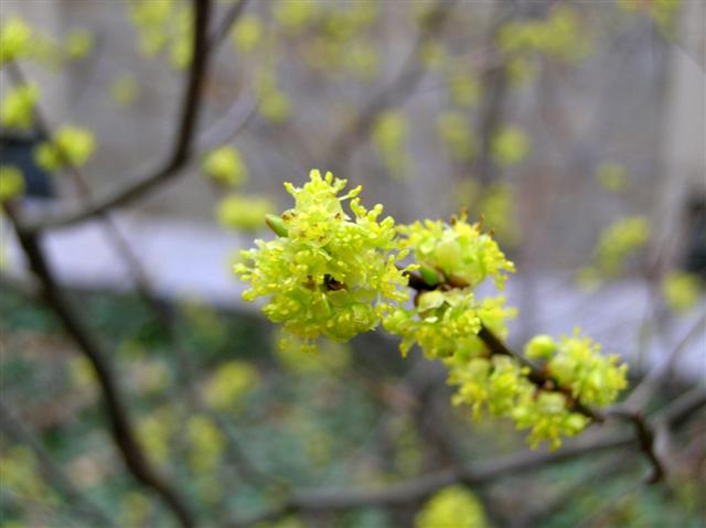 Picture of Lindera benzoin  Spicebush